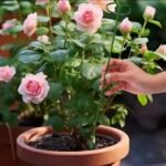 tuteurs pour plante 10pcs – Image 2